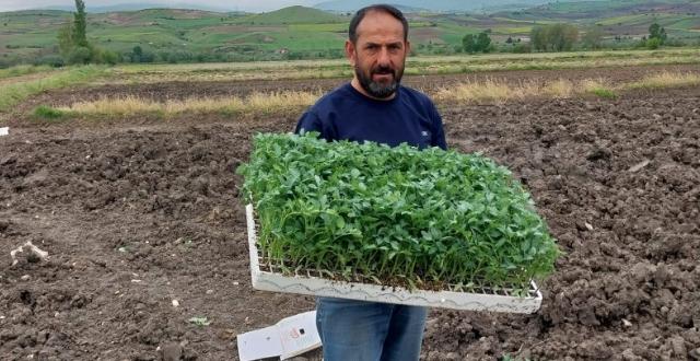Türkiye’nin kaliteli sebzelerinin yetiştiği Amasya’nın köylerinde binlerce sebze fidesi toprakla buluştu.